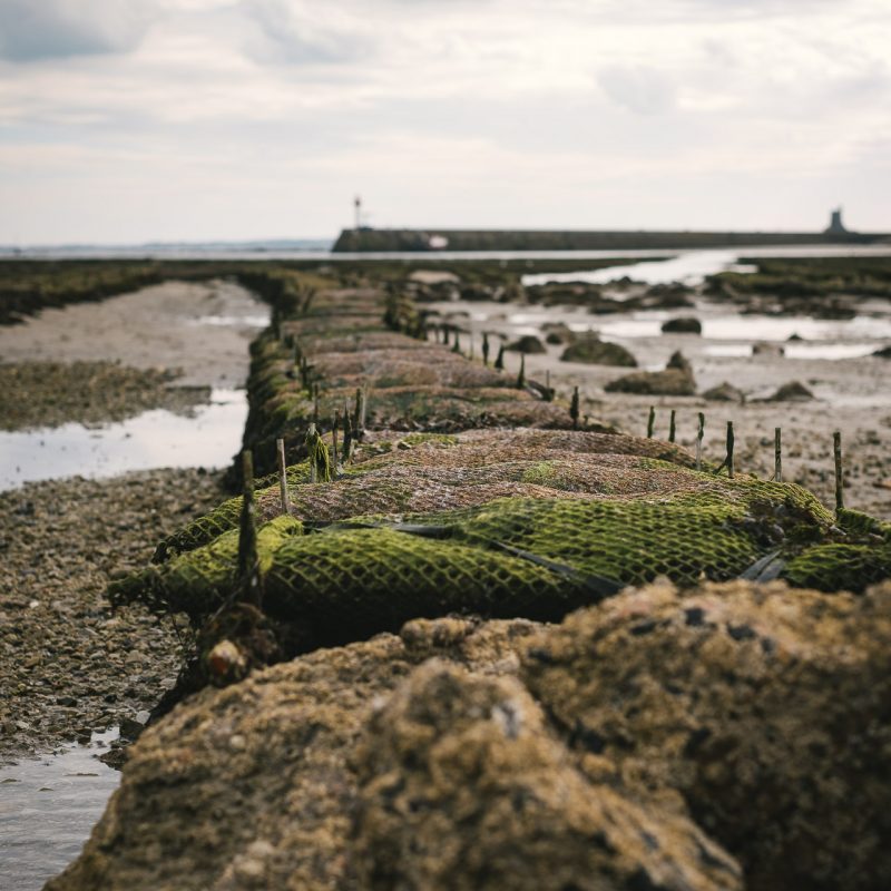 Saint-Vaast-la-Hougue 10